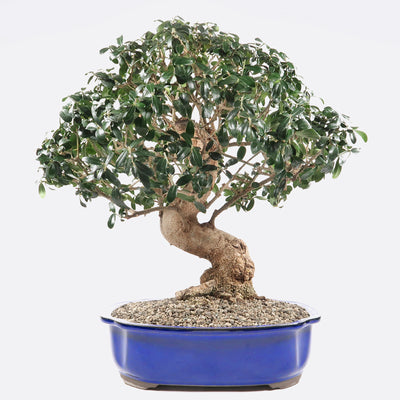 Olea sylvestris - Olivenbaum, ca. 25 jährig, 45-50 cm, Kalthausbonsai