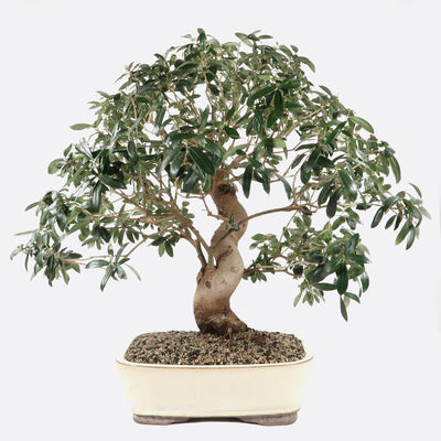 Olea - Olivenbaum, ca. 23 jährig, 60-65 cm, Kalthausbonsai