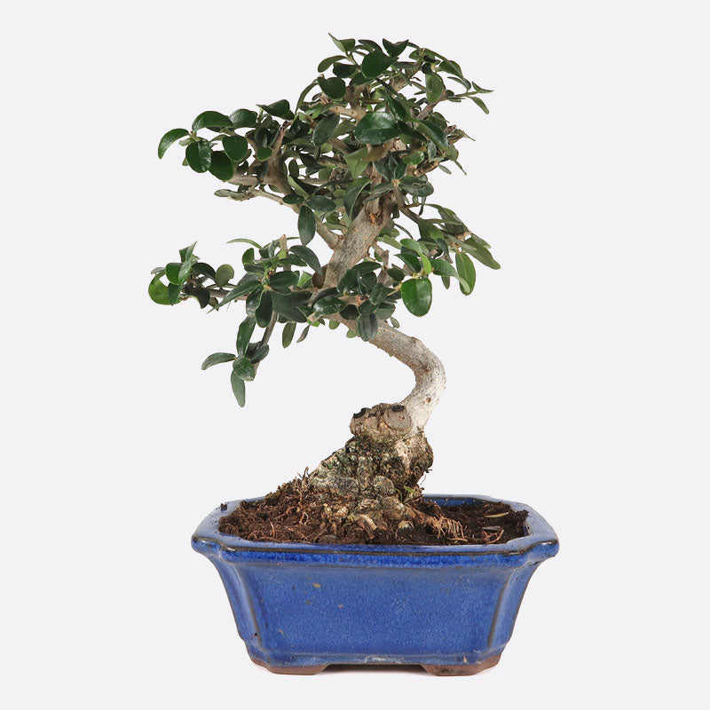 Olea sylvestris - Olivenbaum, ca. 8-9 jhrig, 20-25 cm, Kalthausbonsai