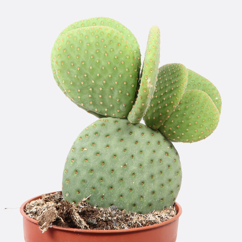 Opuntia microdasys inermis