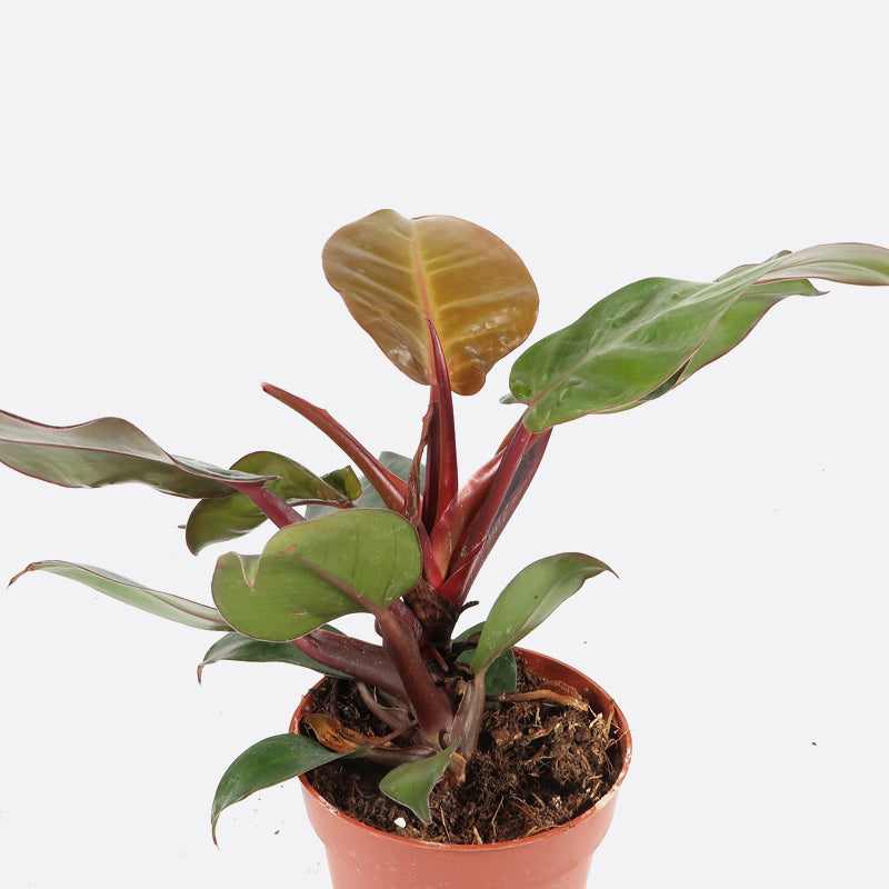 Philodendron Cherry