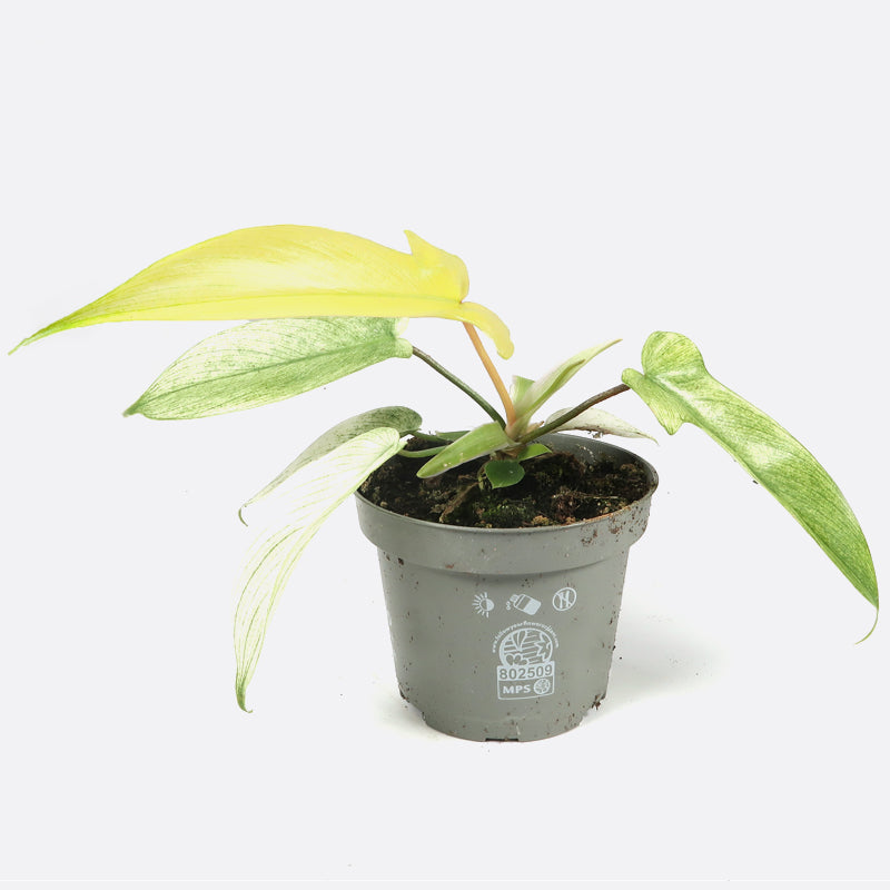 Philodendron florida ghost mint - Rarität