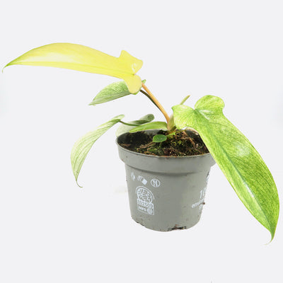 Philodendron florida ghost mint - Rarität