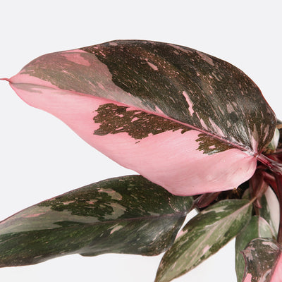 Philodendron pink princess marble