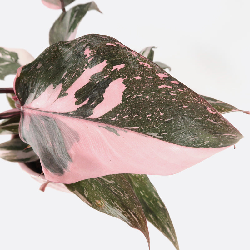Philodendron pink princess marble - Keramiktopf