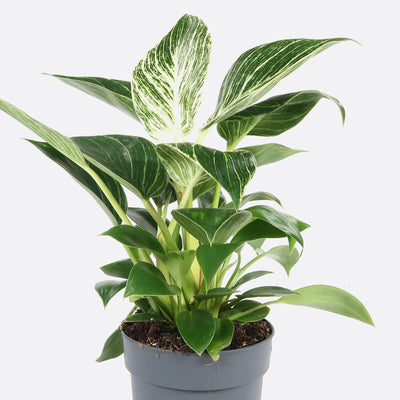 Philodendron white wave
