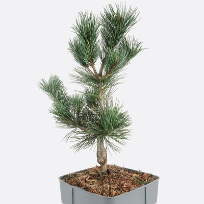 Pinus parviflora negishi - Kiefer, Pflanze zum Gestalten