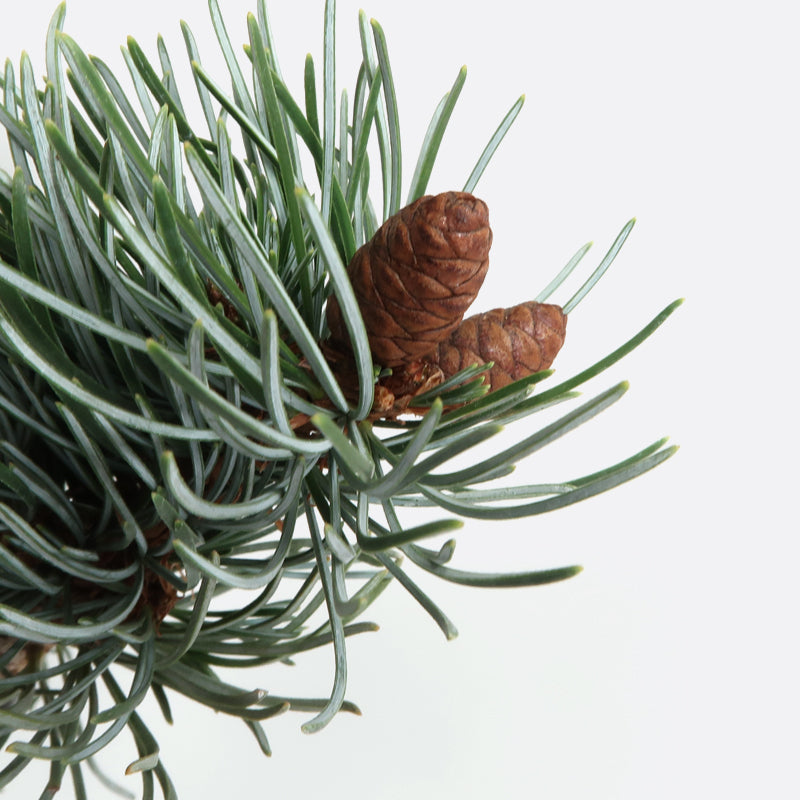 Pinus