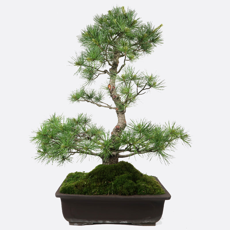 Pinus - Mädchenkiefer, 55-60 cm, Gartenbonsai