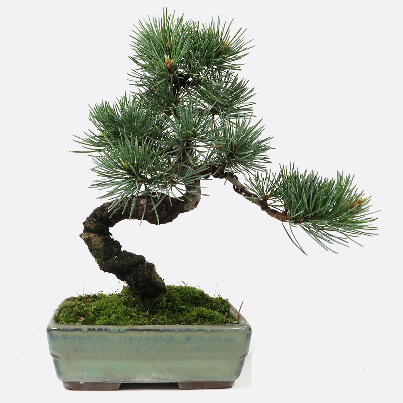 Pinus - Mädchenkiefer, ca. 13 jährig, 20-25 cm, Gartenbonsai