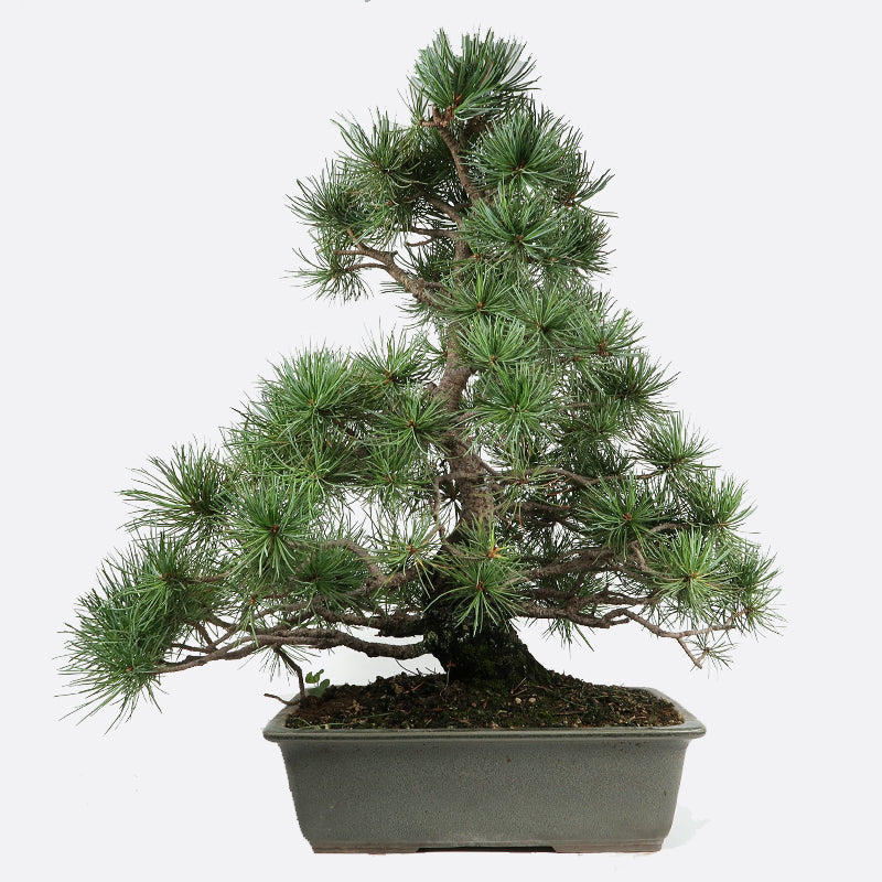 Pinus - Mädchenkiefer, ca. 22-23 jährig, 55-60 cm, Gartenbonsai