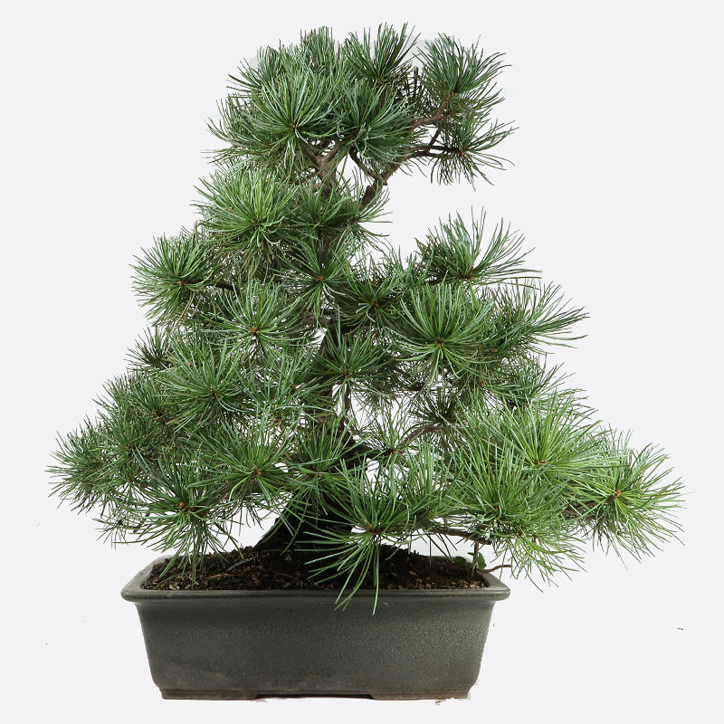 Pinus - Mädchenkiefer, ca. 22-23 jährig, 55-60 cm, Gartenbonsai