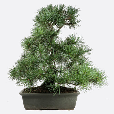 Pinus - Mädchenkiefer, ca. 22-23 jährig, 55-60 cm, Gartenbonsai