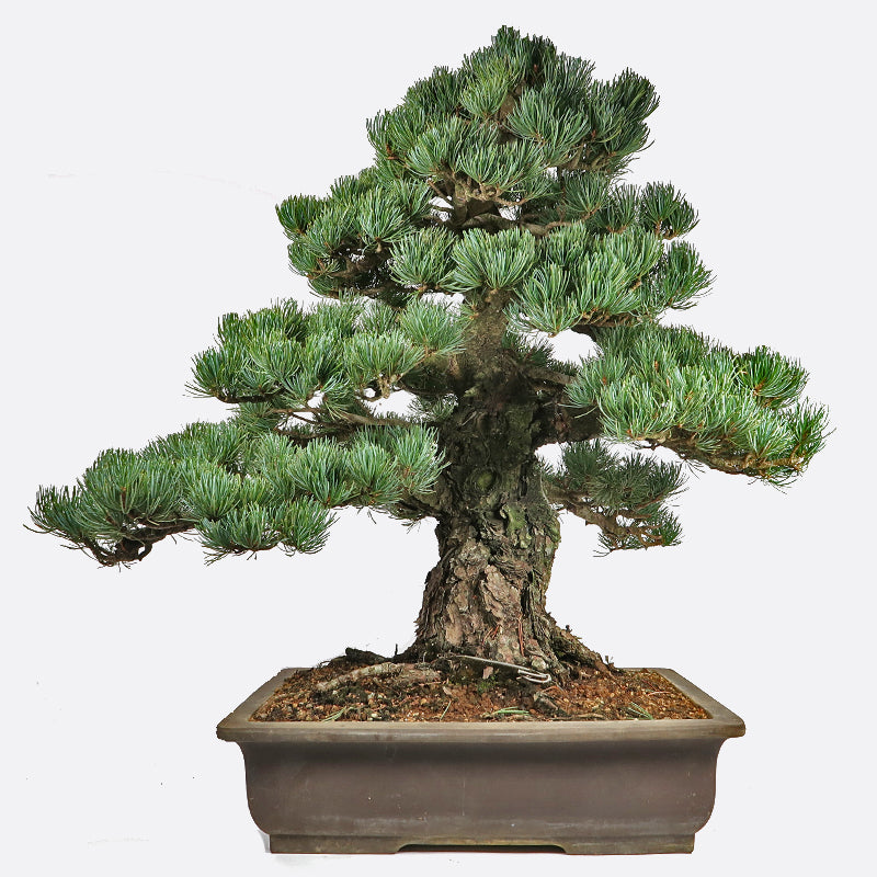 Pinus - Mädchenkiefer, ca. 44 jährig, 60-65 cm, Gartenbonsai