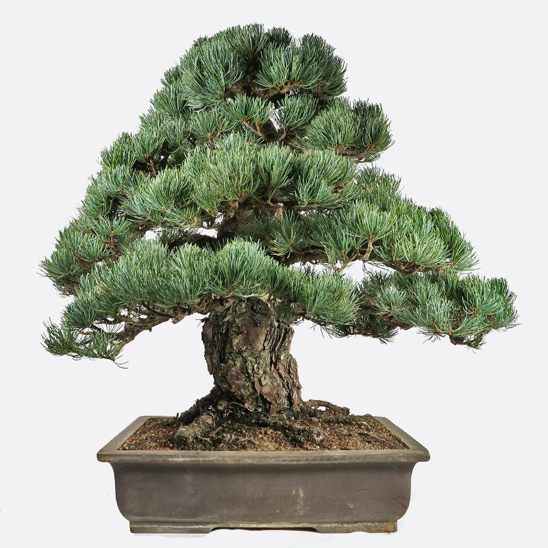 Pinus - Mädchenkiefer, ca. 44 jährig, 60-65 cm, Gartenbonsai