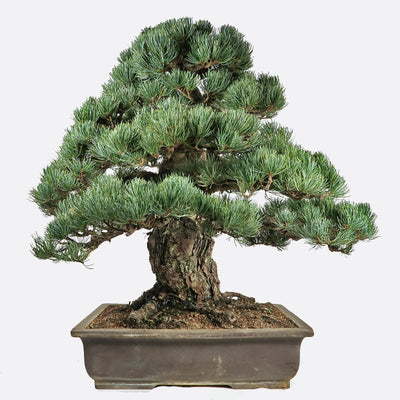 Pinus - Mädchenkiefer, ca. 44 jährig, 60-65 cm, Gartenbonsai