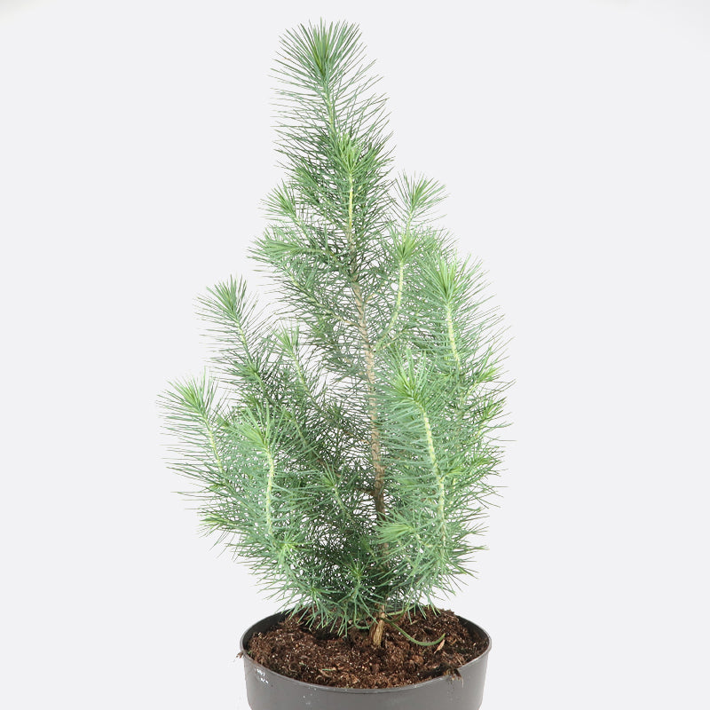 Pinus pinea silver crest - Pinie, Pflanze zum Gestalten