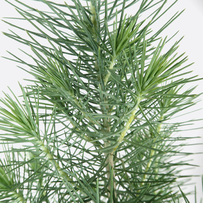 Pinus pinea silver crest - Pinie, Pflanze zum Gestalten