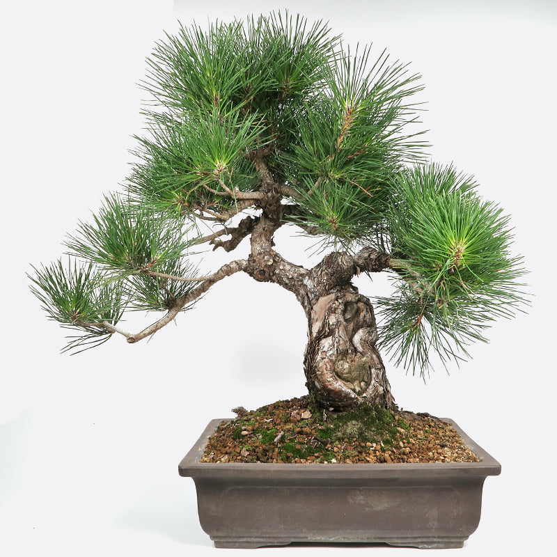 Pinus thunbergii - Japanische Schwarzkiefer, ca. 28 jährig 55-60 cm, Gartenbonsai