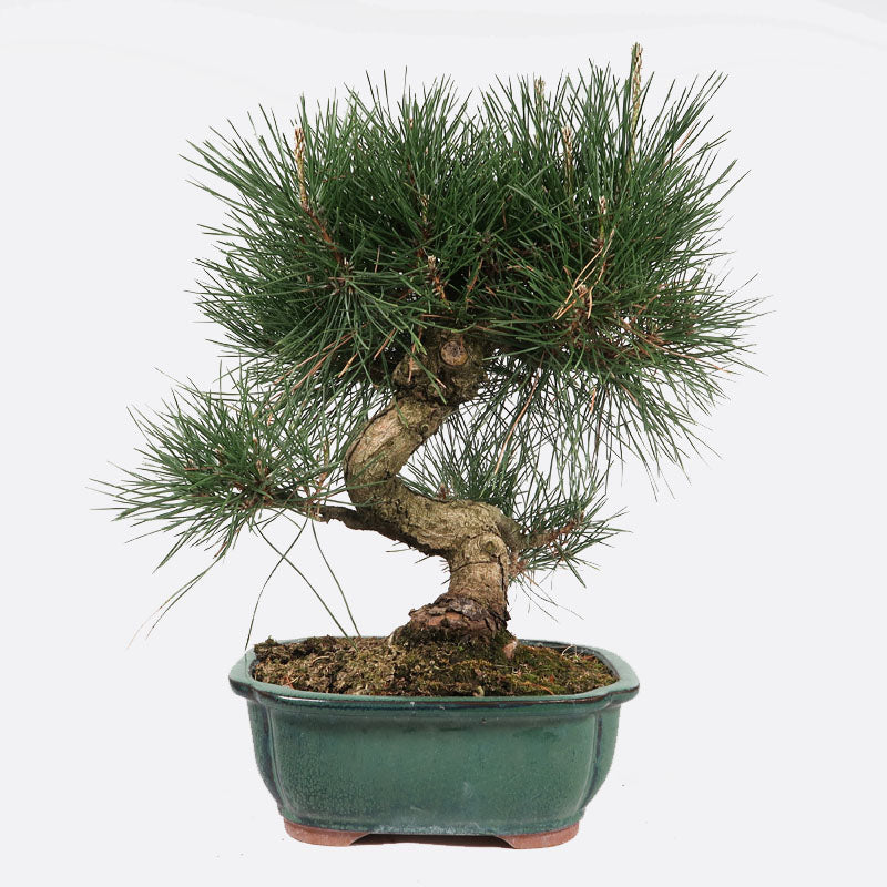 Pinus thunbergii