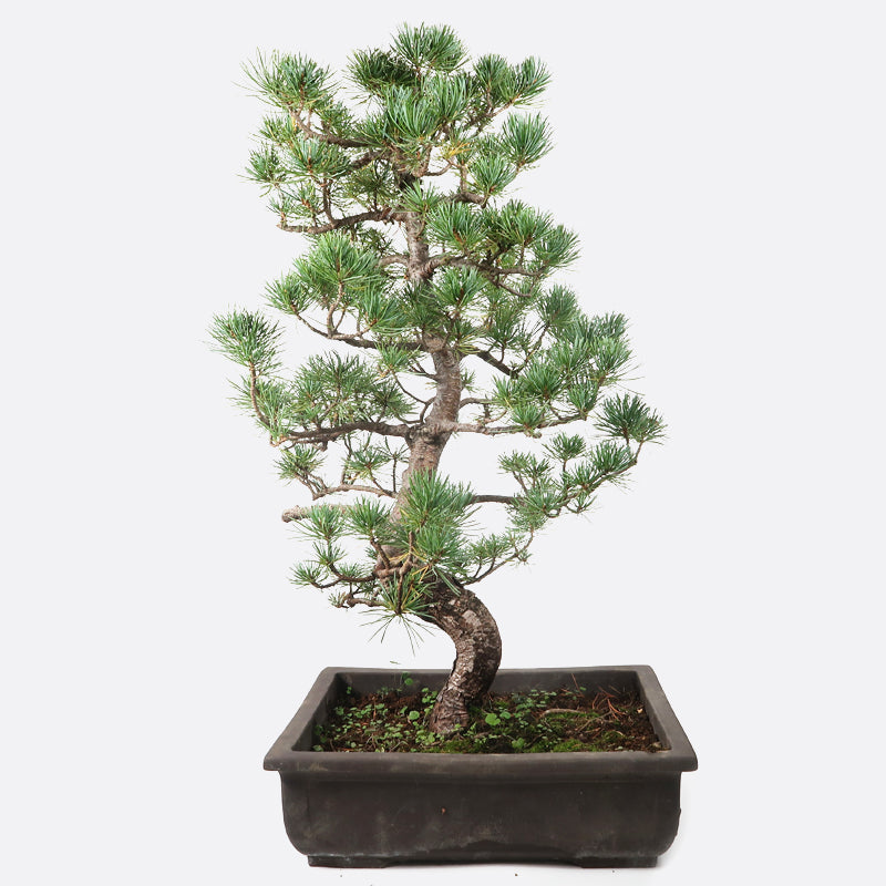 Pinus - Mädchenkiefer, ca. 28 jährig, 65-70 cm, Gartenbonsai