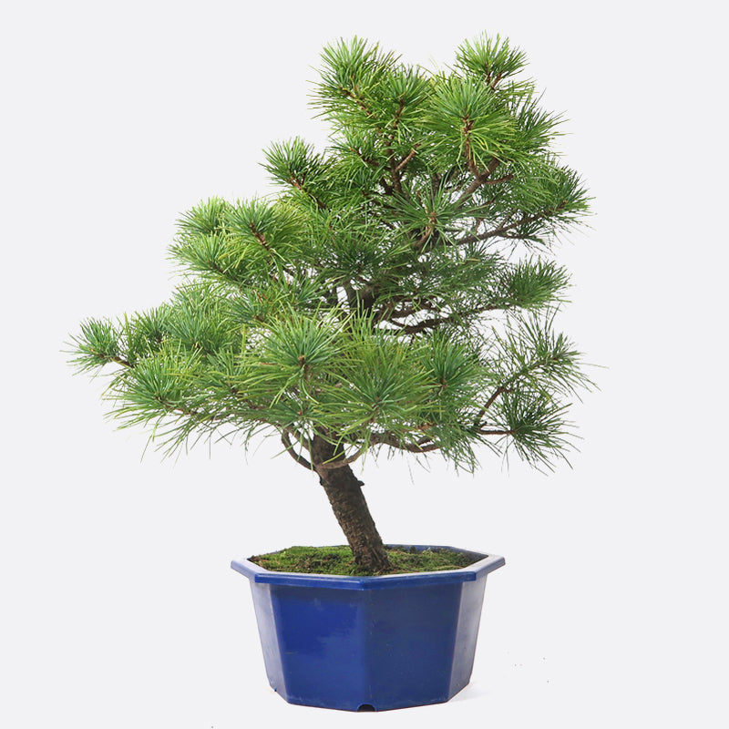 Pinus - Mädchenkiefer, ca. 17-18 jährig, 40-45 cm, Gartenbonsai