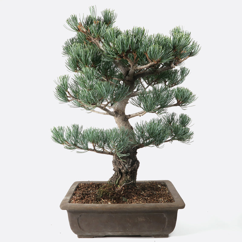 Pinus - Mädchenkiefer, ca. 27 jährig, 45-50 cm, Gartenbonsai