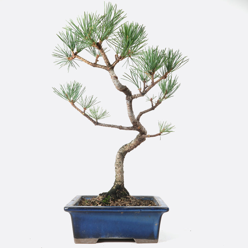 Pinus - Mädchenkiefer, ca. 13 jährig, 35-40 cm, Gartenbonsai