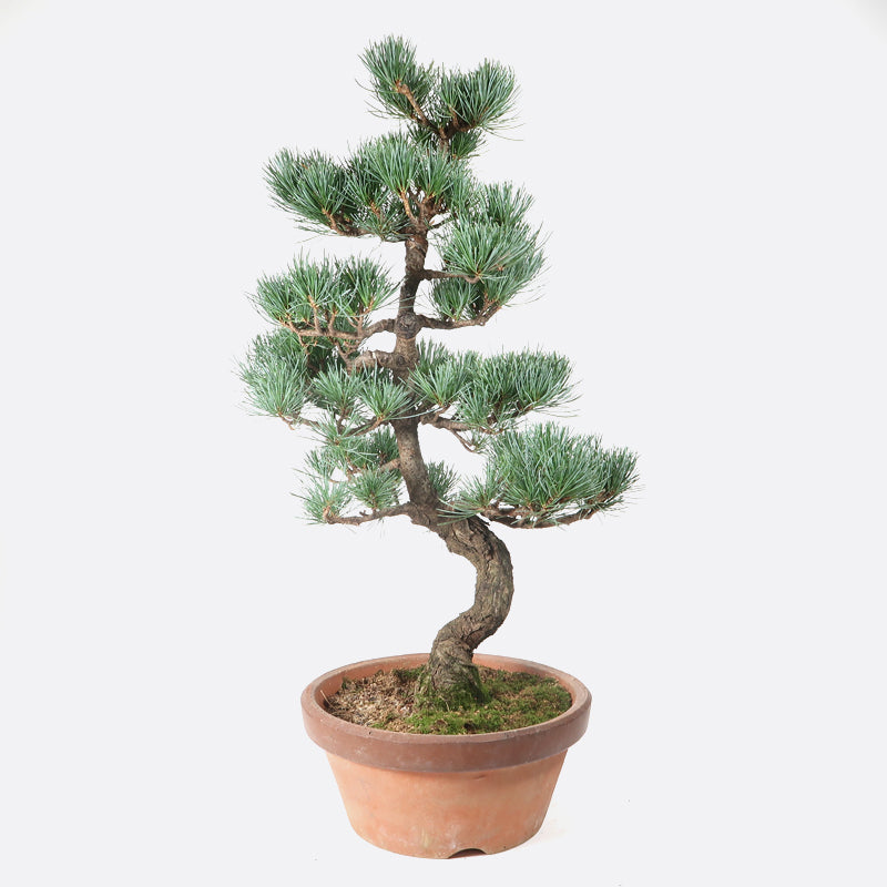 Pinus - Mädchenkiefer, ca. 19 jährig, 55-60 cm, Gartenbonsai