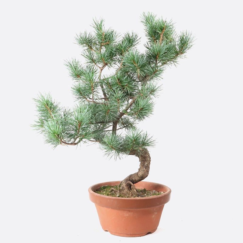 Pinus - Mädchenkiefer, ca. 16 jährig, 50 cm, Gartenbonsai