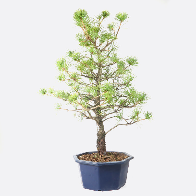 Pinus - Mädchenkiefer, ca. 16 jährig, 45-50 cm, Gartenbonsai