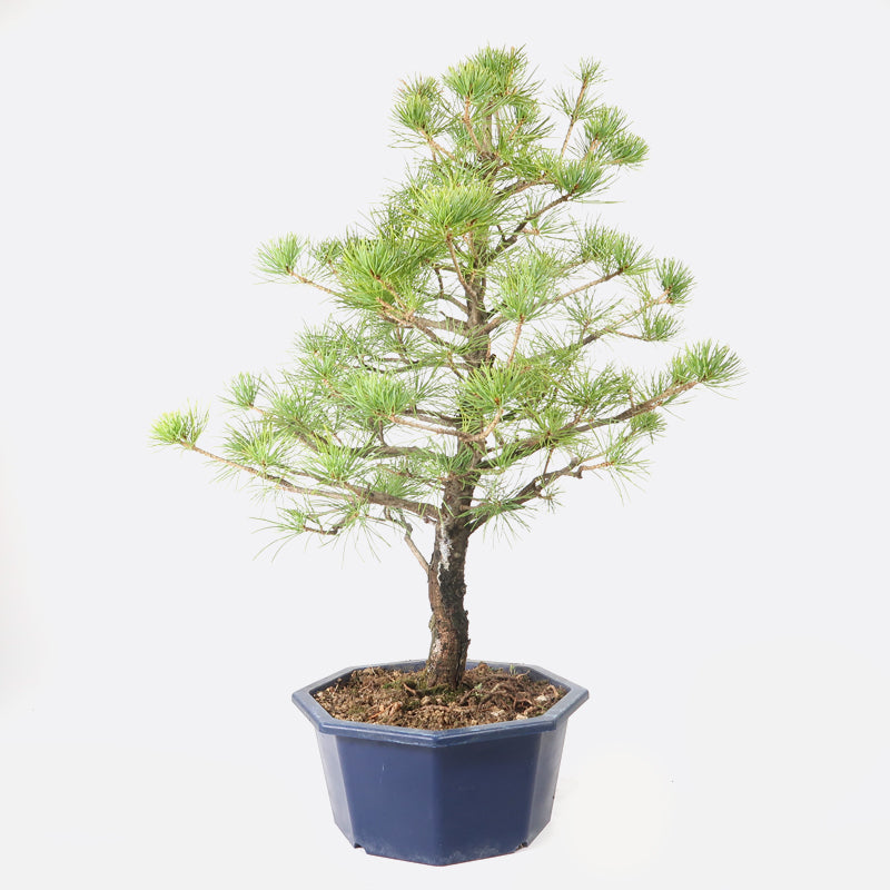 Pinus - Mädchenkiefer, ca. 17 jährig, 50-55 cm, Gartenbonsai