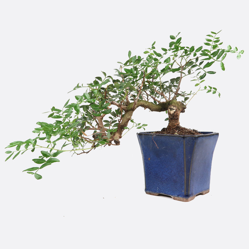 Pistacia - Wilde Pistazie, ca. 12 jährig, 30-35 cm, Mediterranbonsai