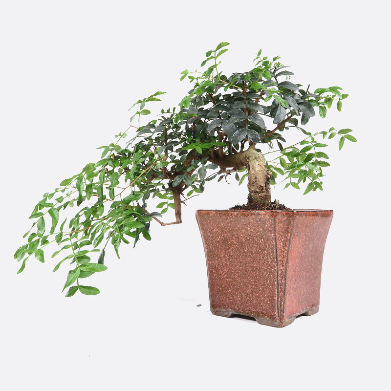 Pistacia - Wilde Pistazie, ca. 12 jährig, 30-35 cm, Mediterranbonsai