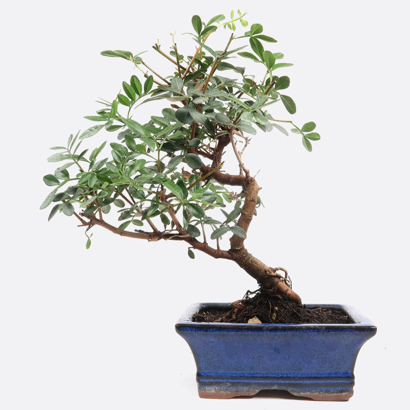 Pistacia - Wilde Pistazie, ca. 7-8 jährig, 30-35 cm, Mediterranbonsai