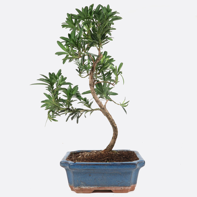 Podocarpus- Steineibe, 9 jährig, 35-40 cm, Zimmerbonsai