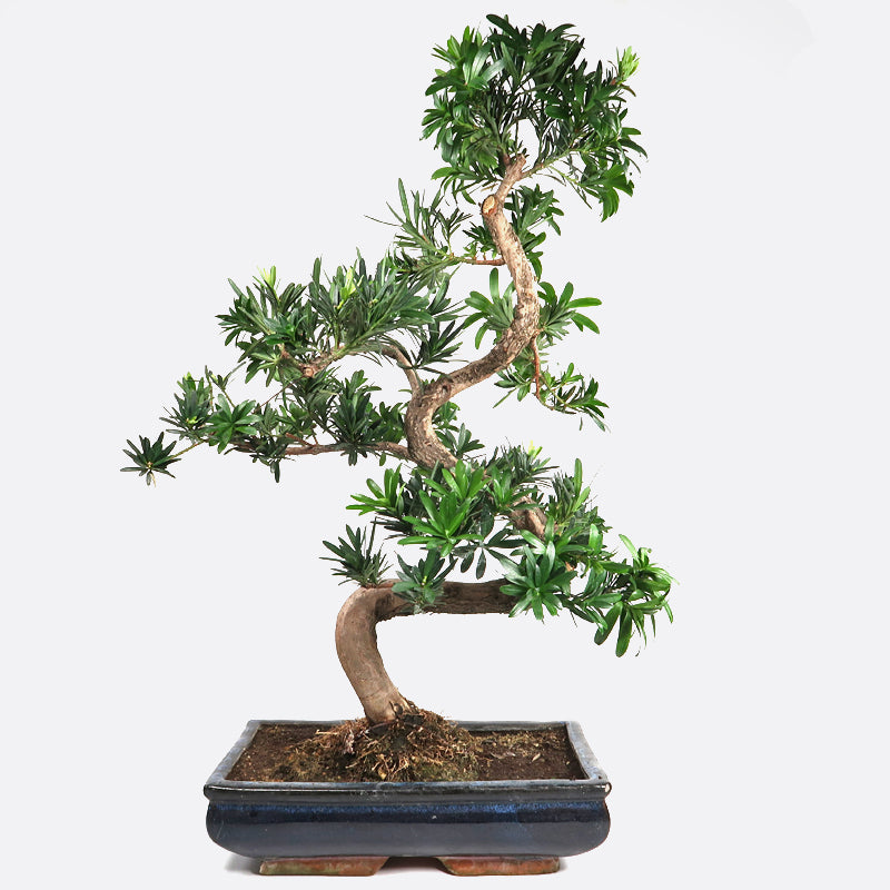 Podocarpus - Steineibe, 20 jährig, 65-70 cm, Zimmerbonsai