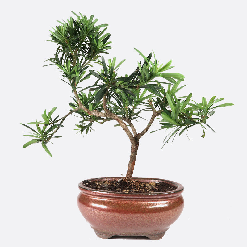 Podocarpus- Steineibe, 8 jährig, 25-30 cm, Zimmerbonsai