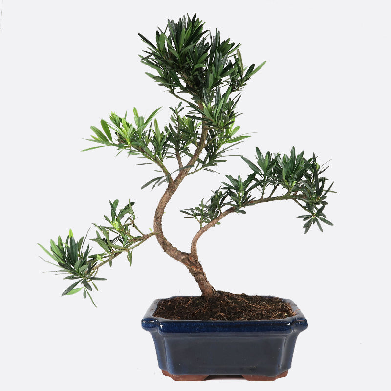 Podocarpus- Steineibe, ca, 9 jährig, 35-40 cm, Zimmerbonsai