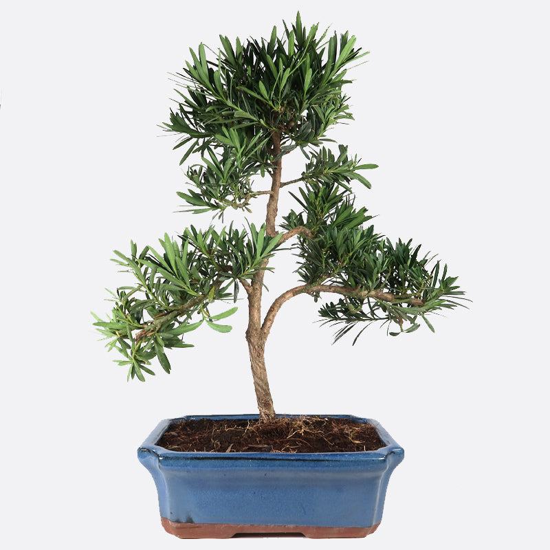 Podocarpus- Steineibe, ca, 12 jährig, 45-50 cm, Zimmerbonsai