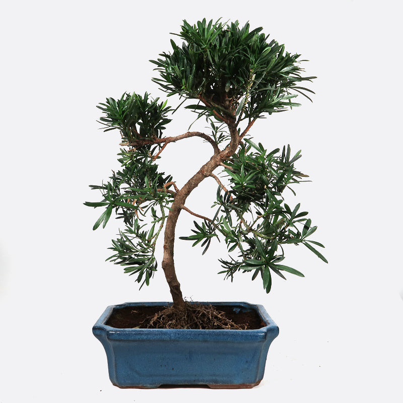 Podocarpus - Steineibe, 12 jährig, 40-45 cm, Zimmerbonsai