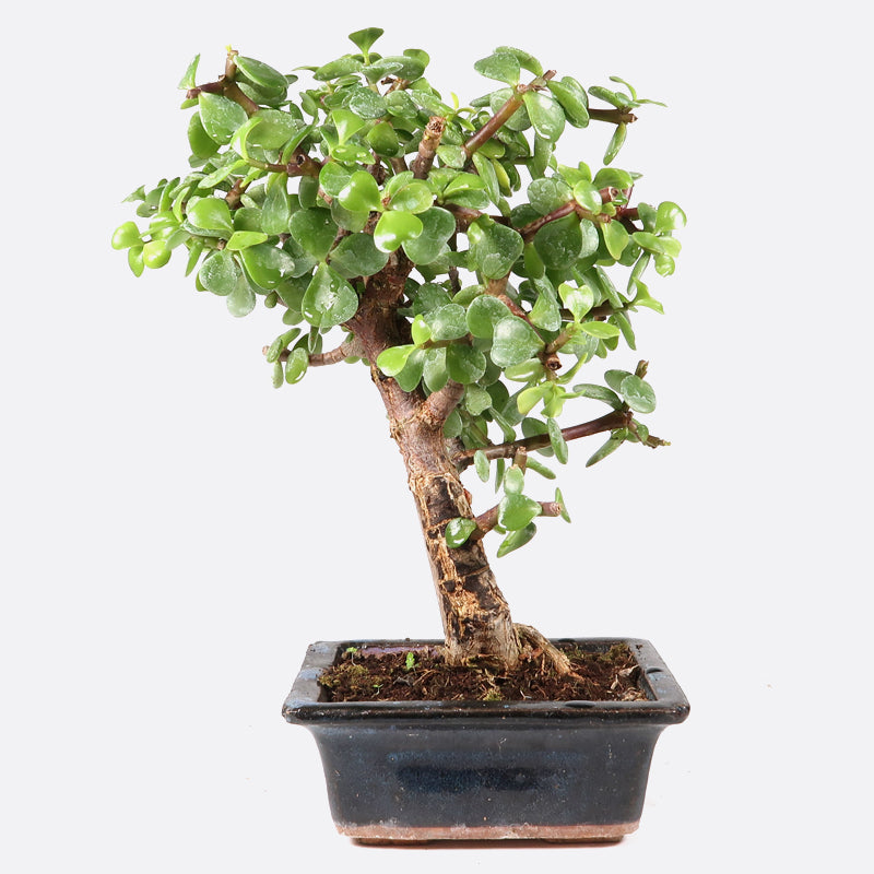 Portulacaria - Jadebaum, ca. 6-7 jährig, 25-30 cm, Zimmerbonsai