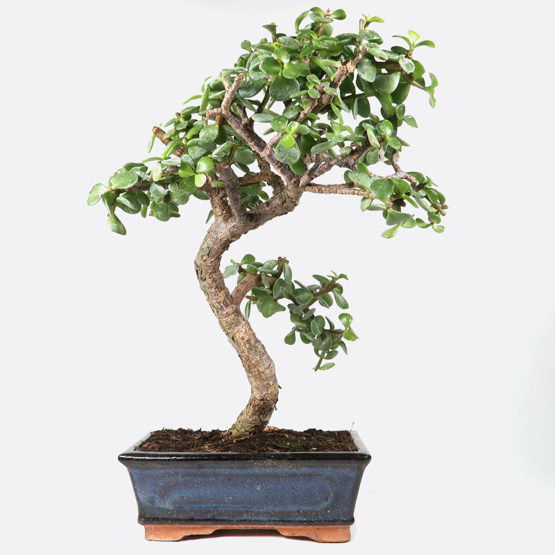 Portulacaria - Jadebaum, ca. 9 jährig, 35-40 cm, Zimmerbonsai