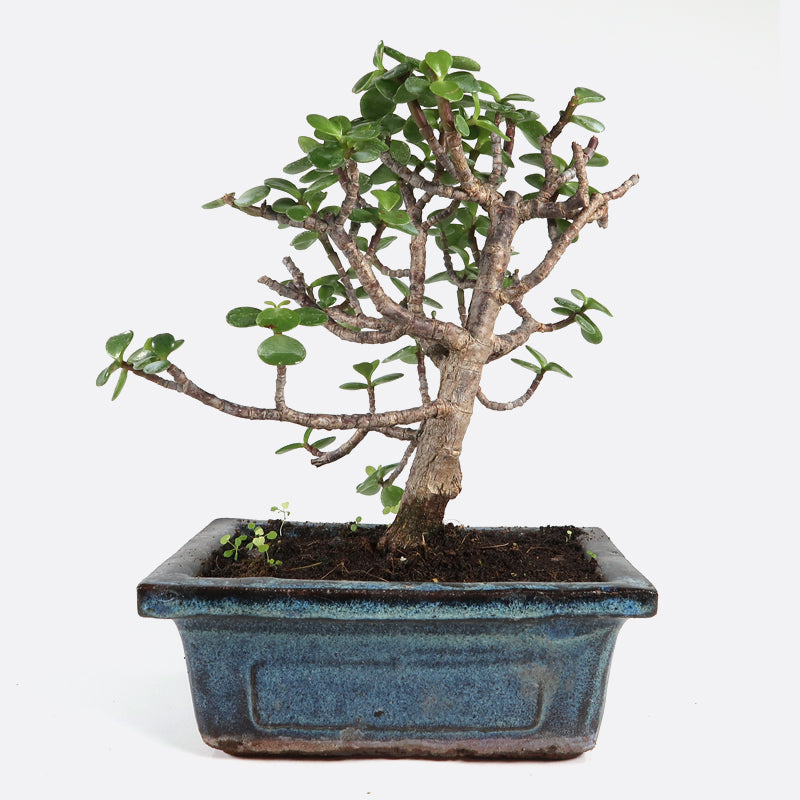 Portulacaria - Jadebaum, ca. 6-7 jährig, 20-25 cm, Zimmerbonsai