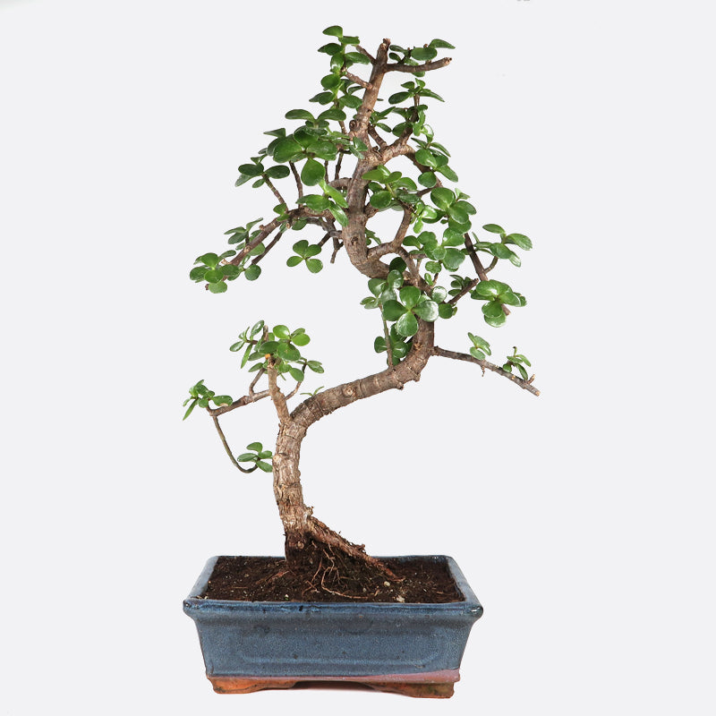 Portulacaria - Jadebaum, ca. 9 jährig, 35-40 cm, Zimmerbonsai