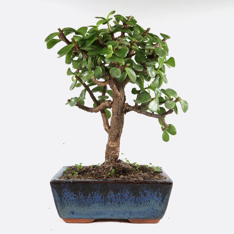 Portulacaria