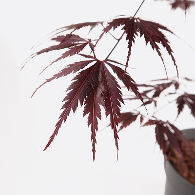Acer atropurpureum - Roter Fächerahorn, Pflanze zum Gestalten, Gartenbonsai