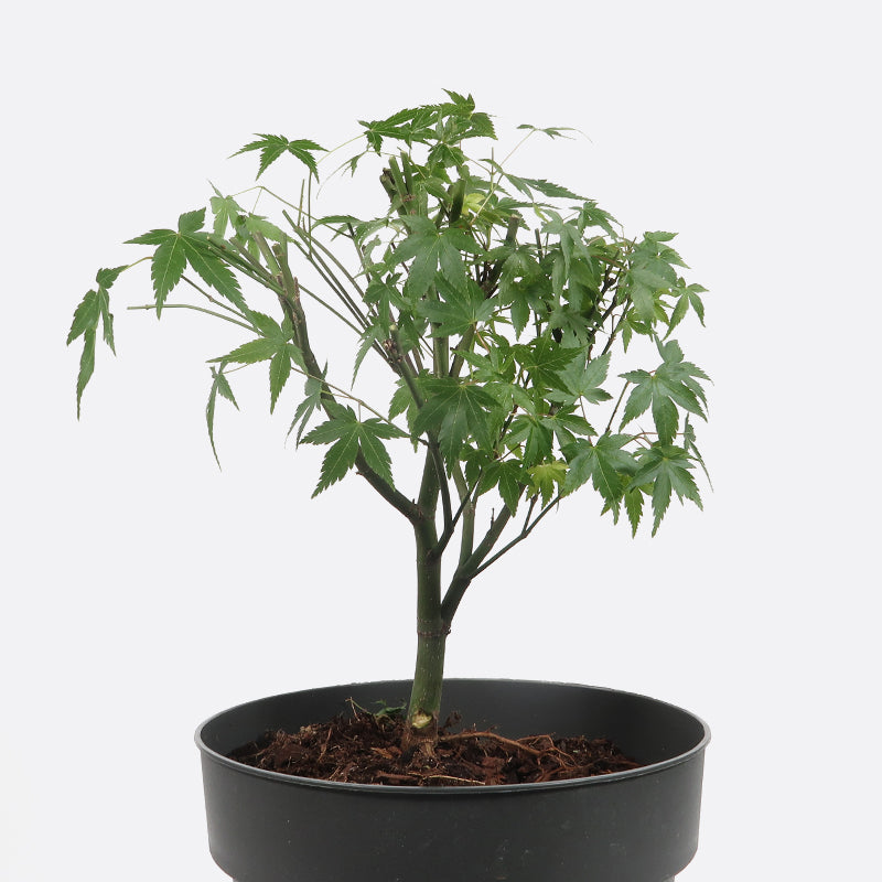 Acer little princess - Japanischer Ahorn, Pflanze zum Gestalten, Gartenbonsai