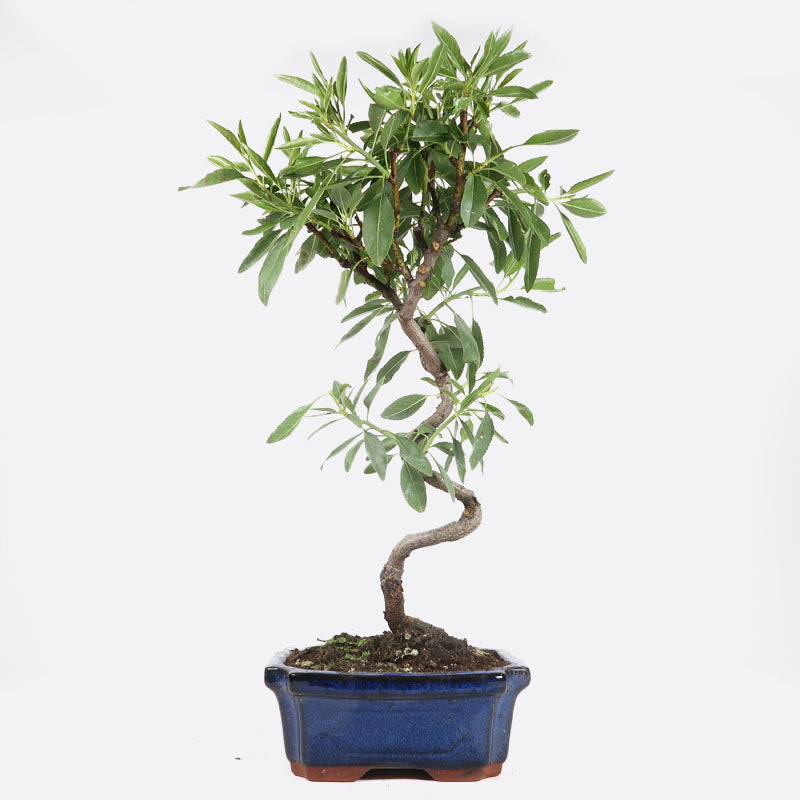 Prunus dulcis - Mandelbaum, ca. 8 jährig, 35 - 40 cm, Gartenbonsai mit Blüten