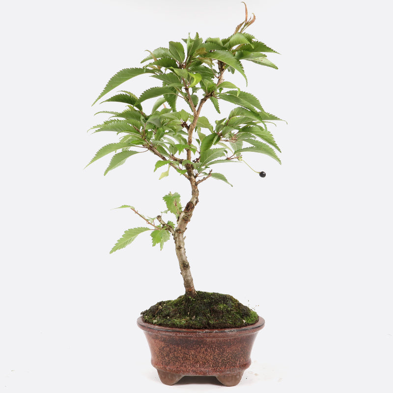 Prunus incisa - Fujikirsche, ca. 9 jährig, 35-40 cm, Gartenbonsai